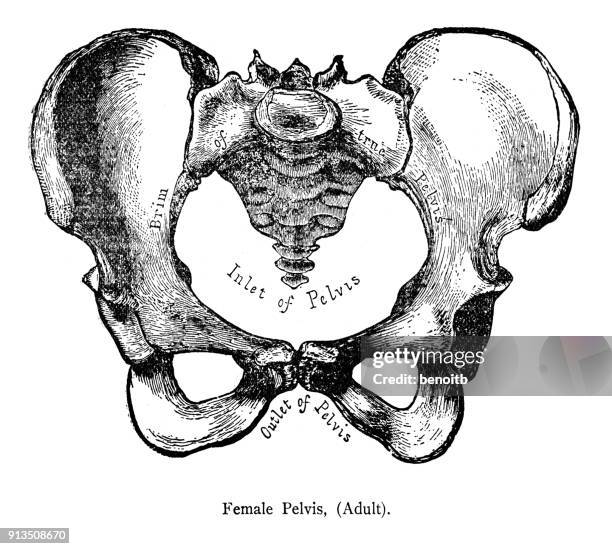 female pelvis - tailbone stock illustrations