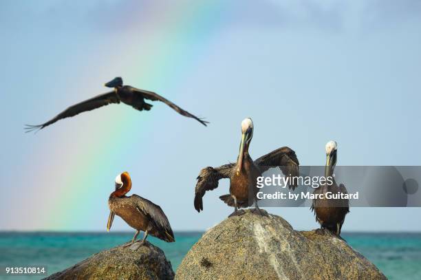 brown pelicans (pelecanus occidentalis), noord, aruba - noord amerika stock-fotos und bilder