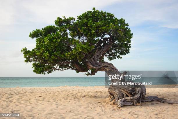 a lone divi divi tree on eagle beach, aruba - noord amerika stock-fotos und bilder