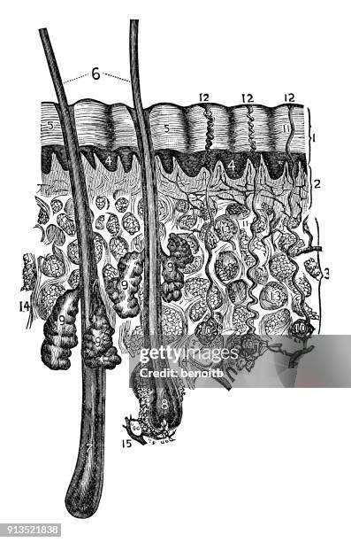 human skin - exocrine gland stock illustrations