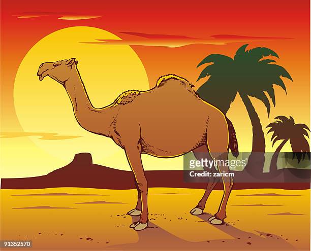 camel - arid climate stock illustrations stock illustrations