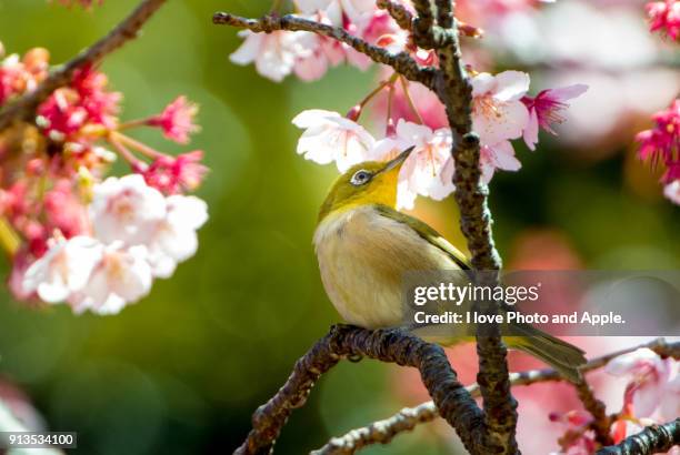 cherry blossoms and japanese white-eye - shinjuku gyoen stock pictures, royalty-free photos & images