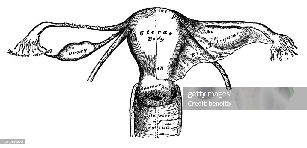 Uterus