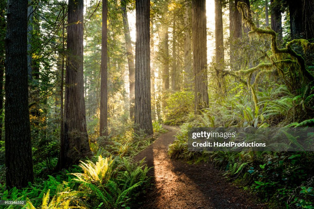 Zonsopgang in de redwoods