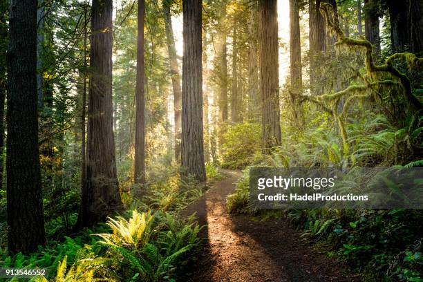 zonsopgang in de redwoods - lang fysieke beschrijving stockfoto's en -beelden