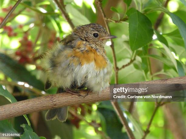 juvenile european robin on branch - erithacus rubecula - molting stock pictures, royalty-free photos & images