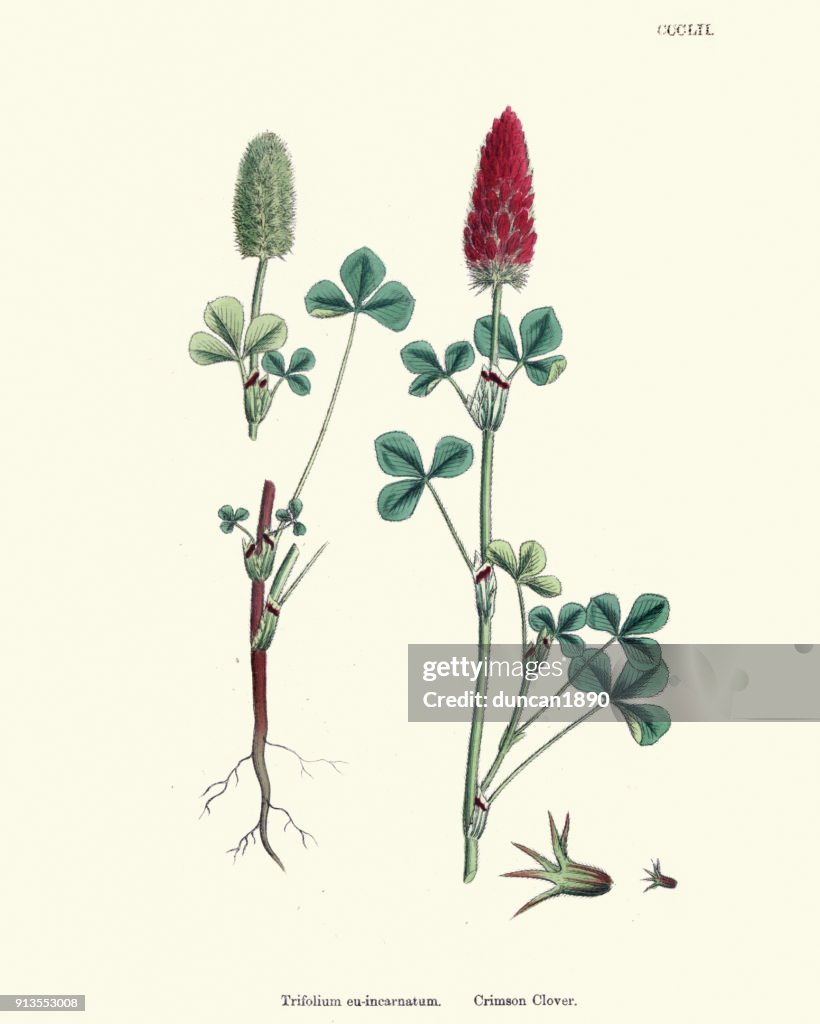 Naturhistoria, Flora, Trifolium incarnatum, Blodklöver