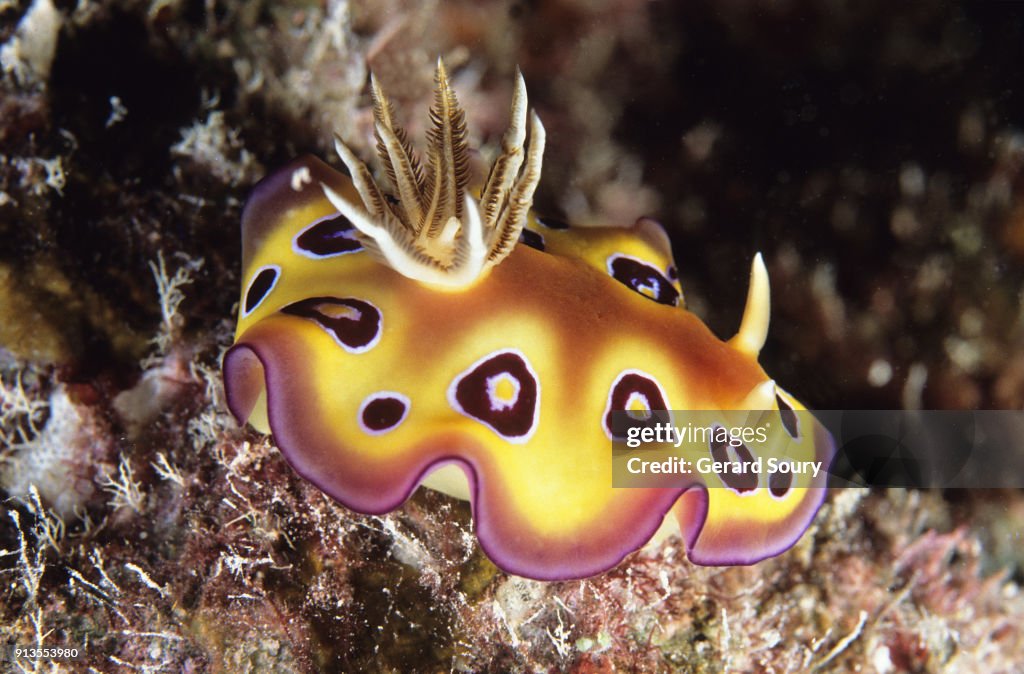Nudibranch, Sea slug, Chromodoris leopardus, on a coral patch