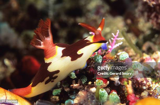 nudibranch, sea slug, nembrotha rutilans, on coral reef - nakensnäcka bildbanksfoton och bilder