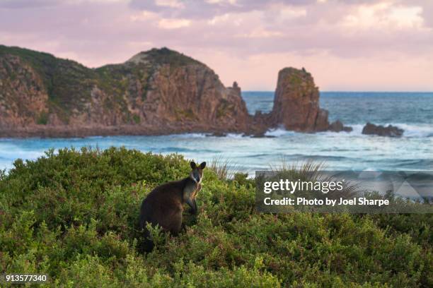 coastal australia - kangaroo on beach foto e immagini stock