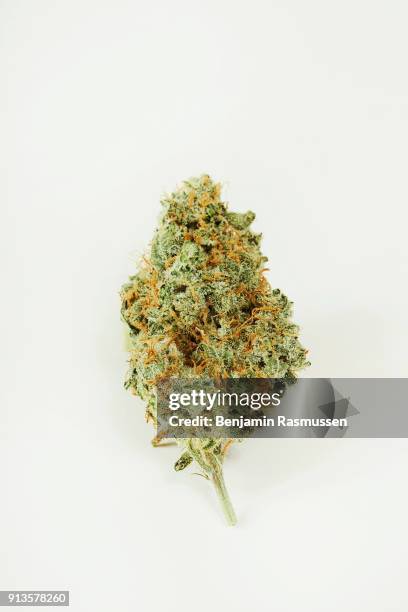 June 19, 2013: A marijuana bud sits for a still life in the Denver Relief marijuana dispensary on June 19, 2013 in Denver, Colorado. This strain is...