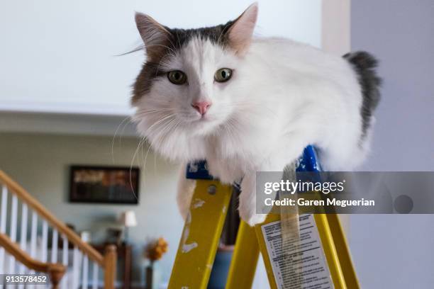 cat on a ladder - fat cat stock pictures, royalty-free photos & images