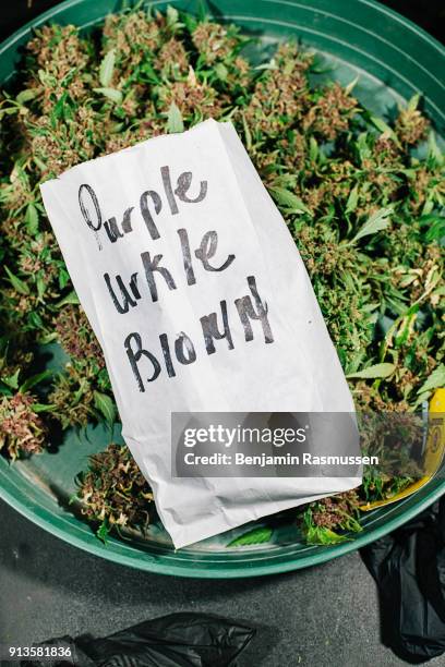 Buds from a Purple Urkle marijuana plant sit waiting to be trimmed in the Nature's Herb greenhouse in Garden City, Colorado on October 14, 2014. In...