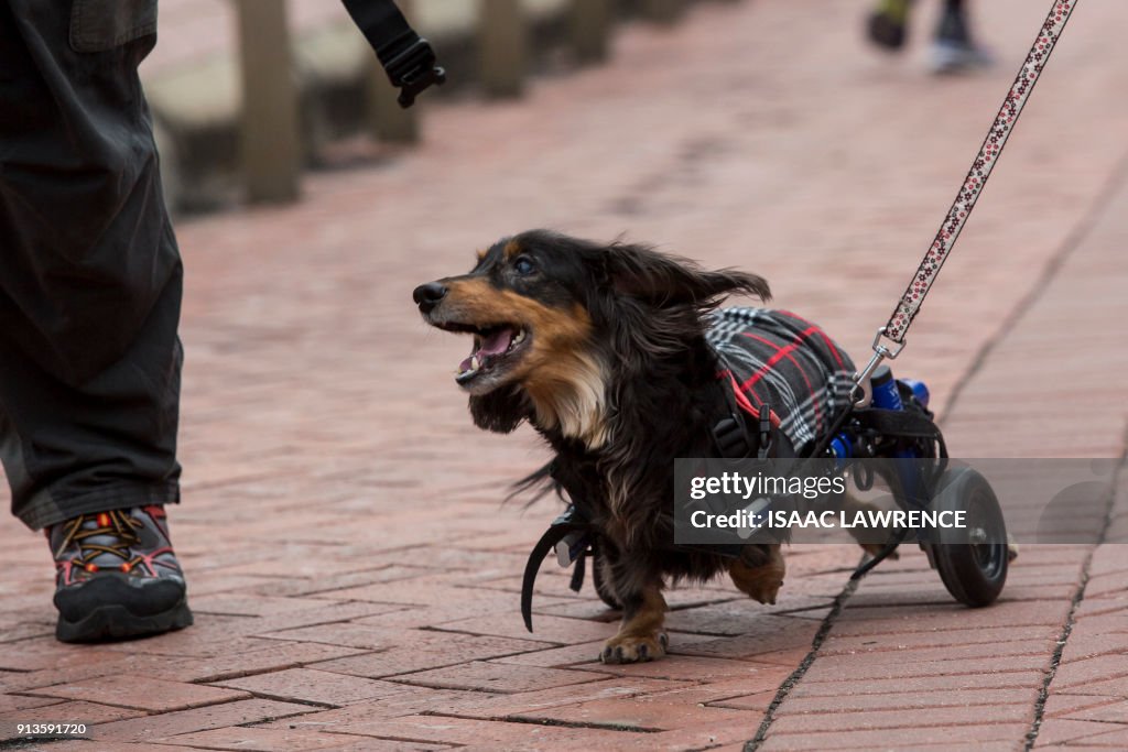 TOPSHOT-HONG KONG-LIFESTYLE-ANIMAL-SAUSAGE-DOGS