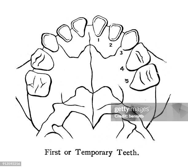 144 Palate Drawing Stock Photos, High-Res Pictures, and Images - Getty ...