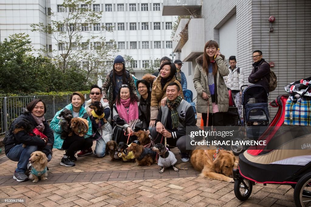 HONG KONG-LIFESTYLE-ANIMAL-SAUSAGE-DOGS