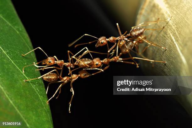 ant bridge (ants crossing to other side in harmony) - garden bridge stock pictures, royalty-free photos & images