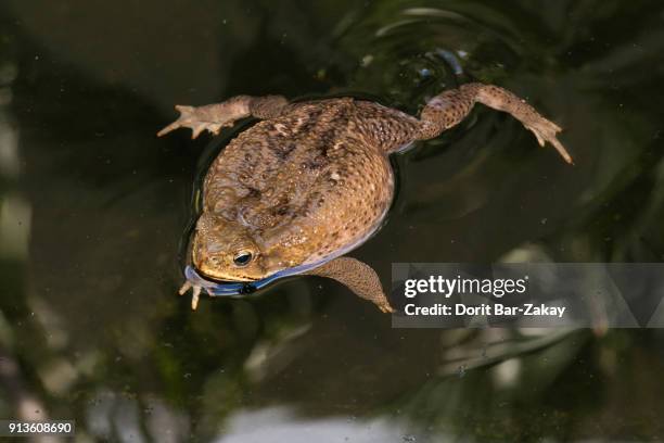 cane toad/bufo toad/marine toad/giant toad (rhinella marina) - cane toad fotografías e imágenes de stock