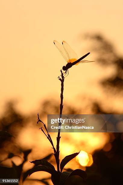 dragonfly at sunset - odonata stock pictures, royalty-free photos & images