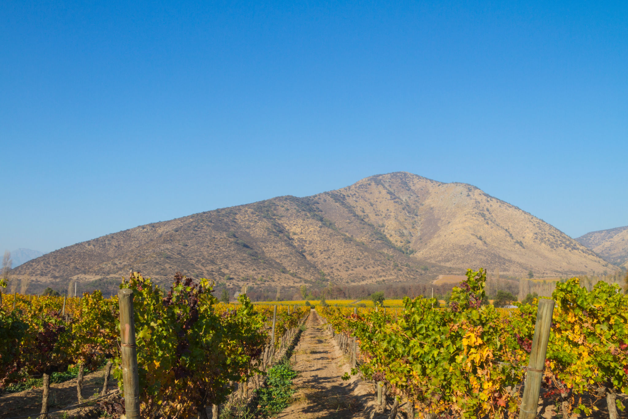 Sicilian winery
