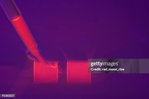 loading a dna agaraose gel - rna stock pictures, royalty-free photos & images