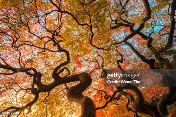 red leaves - shinjuku stock pictures, royalty-free photos & images