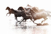 Herd of Wild Horses Running in Water