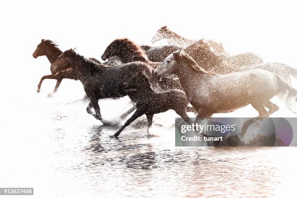 herd of wild horses running in water - equestrian animal stock pictures, royalty-free photos & images