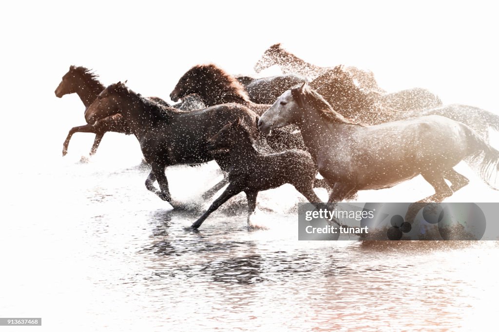 群野馬在水中運行