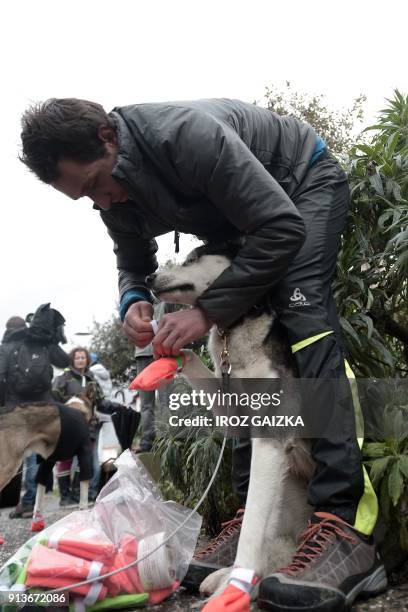 French musher Romain Da Fonseca prepares one of his dogs in Hendaye on February 3, 2018 before an attempt to cross the Pyrenees mountains to reach...