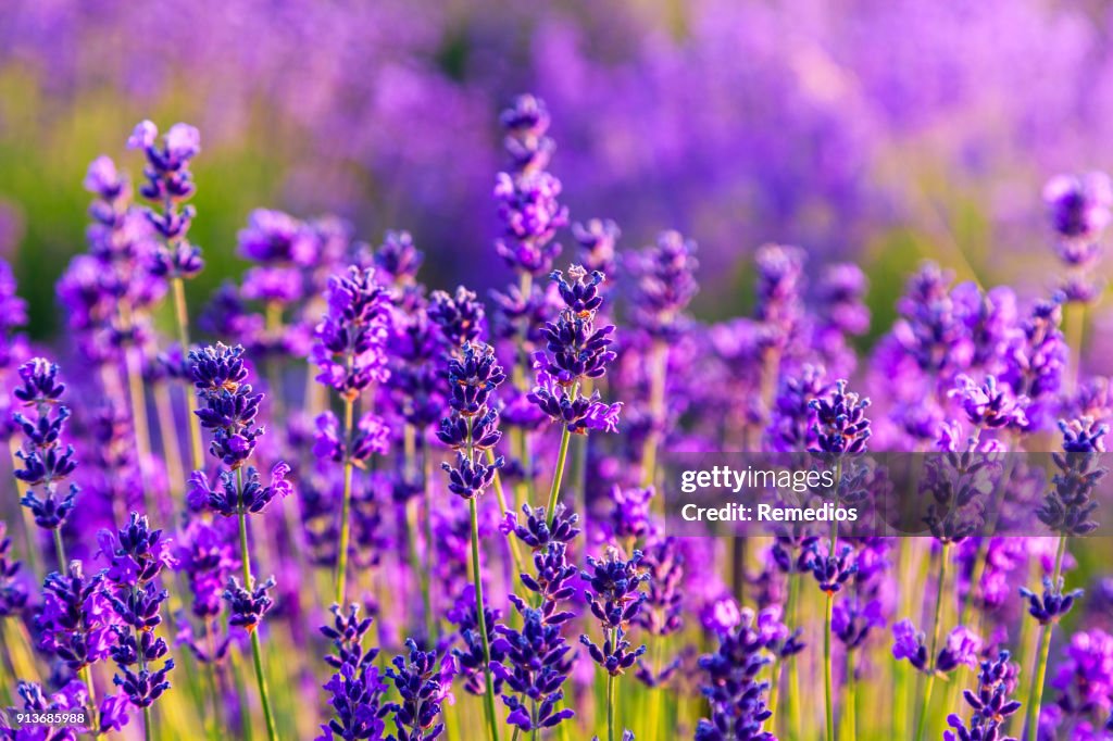 Violet lavender field