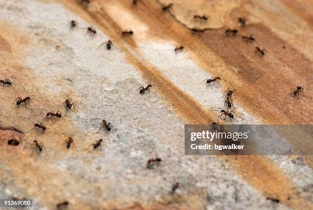 ants on walkway - pest stock pictures, royalty-free photos & images
