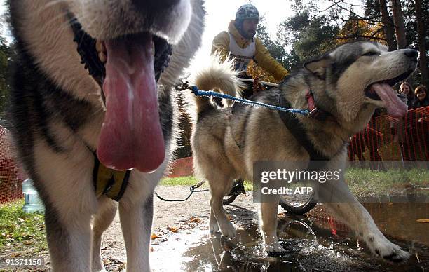 Russian musher rests his team of Alaskan malamute sled dogs after a 5 km race just outside St. Petersburg on October 3, 2009. Russian mushers are...