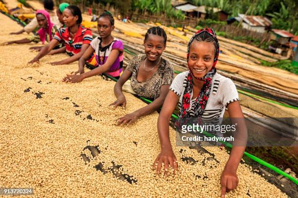 filles africaines et des femmes tri des grains de café, afrique de l’est - plantation de café photos et images de collection