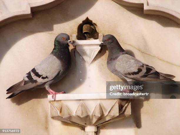 pigeons - pigeon isolated stock pictures, royalty-free photos & images