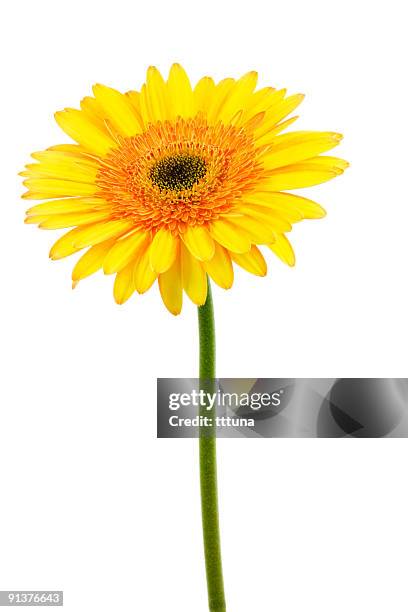 amarelo gerbera, tempo de primavera flor de beleza natural - margarida do transval imagens e fotografias de stock