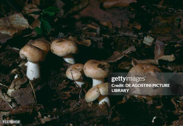 Russulaceae 166 Russulaceae Stock Photos, High-Res Pictures, and Images - Getty Images