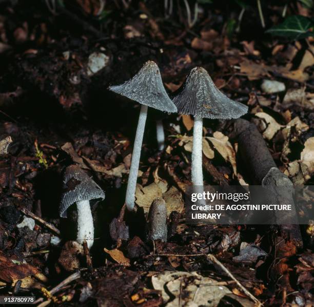 386 Coprinus Mushroom Stock Photos, High-Res Pictures, and Images ...
