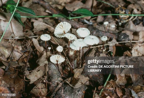 Collared Parachute, Pinwheel mushroom or Horse hair fungus , Tricholomatacee.