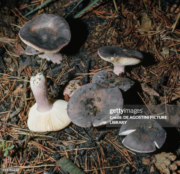 Russulaceae 166 Russulaceae Stock Photos, High-Res Pictures, and Images - Getty Images