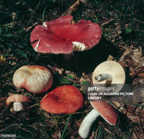 Russulaceae 494 Russula Mushroom Stock Photos, High-Res Pictures, and Images ...