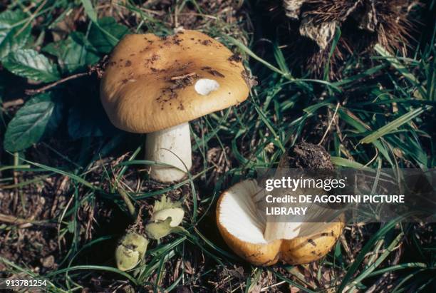 Russulaceae 494 Russula Mushroom Stock Photos, High-Res Pictures, and Images ...