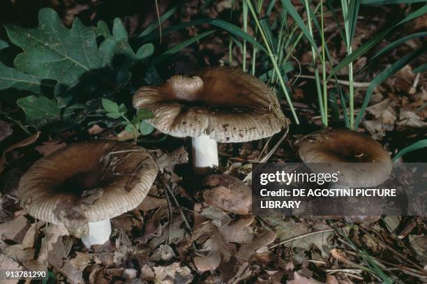 Russulaceae 494 Russula Mushroom Stock Photos, High-Res Pictures, and Images ...