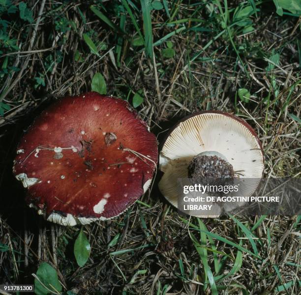 Russulaceae 166 Russulaceae Stock Photos, High-Res Pictures, and Images - Getty Images