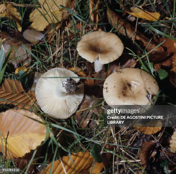 Russulaceae 494 Russula Mushroom Stock Photos, High-Res Pictures, and Images ...