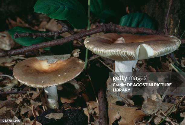 Russulaceae 494 Russula Mushroom Stock Photos, High-Res Pictures, and Images ...