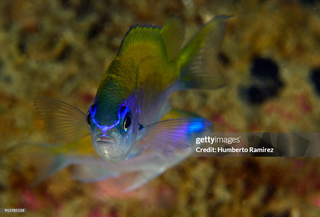 Sunshinefish.