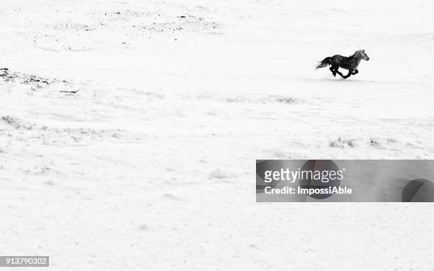 one dark horse running on the snow field in winter iceland - impossiable fotografías e imágenes de stock