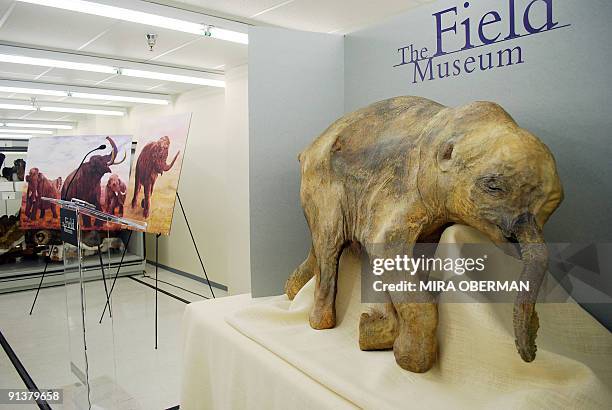 By Mira OBERMAN, Science-paleontology-mammoth-US-museum A replica of the world's best preserved wooly mammoth - a 40,000 year old baby named Lyuba...