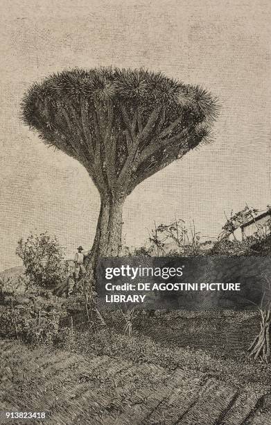 Dragon Tree , Tenerife, Canary Islands, Spain, engraving after a photo, from L'Illustrazione Italiana, Year XX, No 7, February 12, 1893.